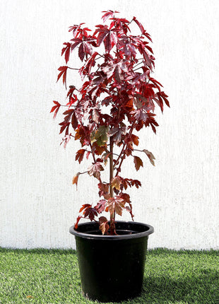 Hibiscus acetosella &#8220;Cranberry or Red Leaved Hibiscus&#8221; 0.4-0.5m