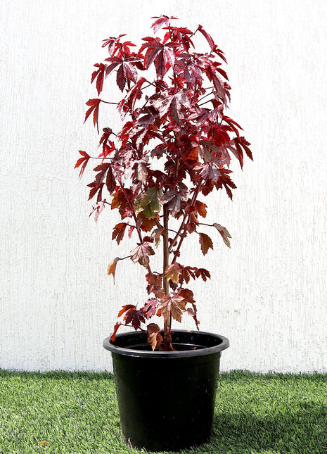 Hibiscus acetosella &#8220;Cranberry or Red Leaved Hibiscus&#8221; 0.4-0.5m