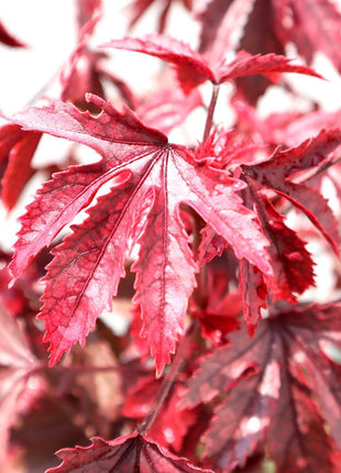 Hibiscus acetosella &#8220;Cranberry or Red Leaved Hibiscus&#8221; 0.4-0.5m