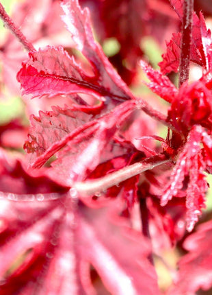 Hibiscus acetosella &#8220;Cranberry or Red Leaved Hibiscus&#8221; 0.4-0.5m