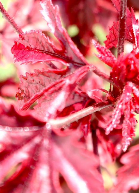 Hibiscus acetosella &#8220;Cranberry or Red Leaved Hibiscus&#8221; 0.4-0.5m