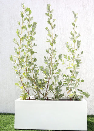 3 Conocarpus erectus Silver buttonwood 1.0-1.2m in GRP white 70x30x30cm Pot