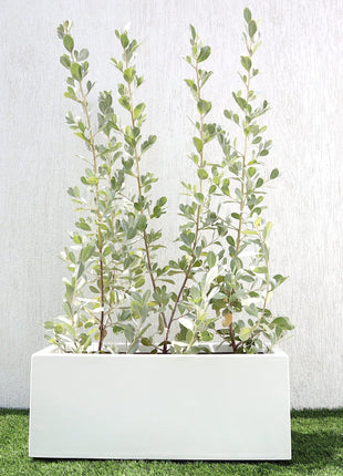 3 Conocarpus erectus Silver buttonwood 1.0-1.2m in GRP white 70x30x30cm Pot