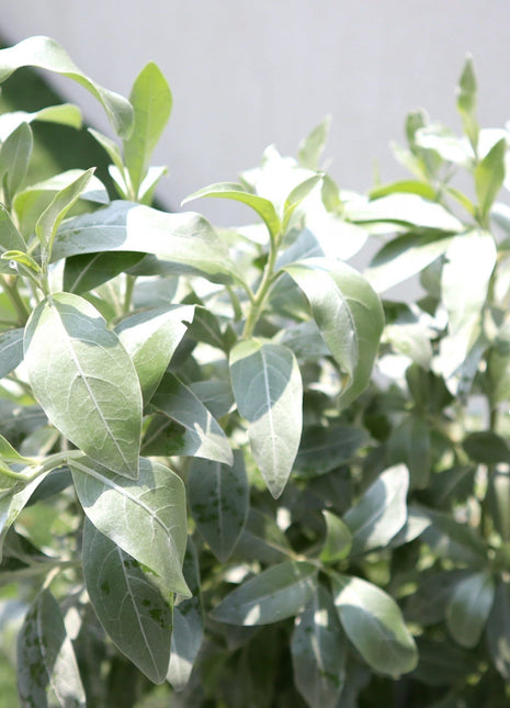 3 Conocarpus erectus Sericeus &#8220;Silver Damas&#8221; 1.0 &#8211; 1.2m in Grp Planter (70-30-30)