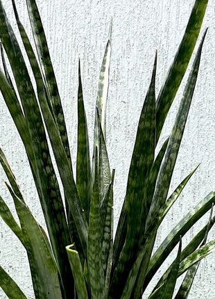 Sansevieria Green Zeylanica &#8220;Bowstring Hemp&#8221; 30-40 cm