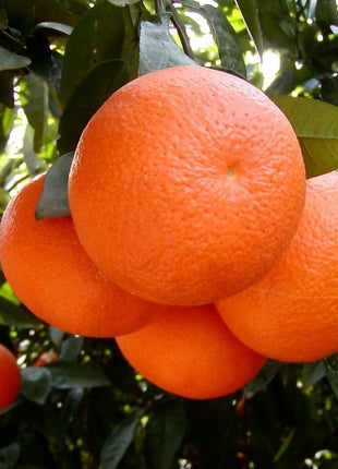 Mandarin Plant &#8220;Pakistan&#8217;s Best Mandarin&#8221; 1.3-1.6 m