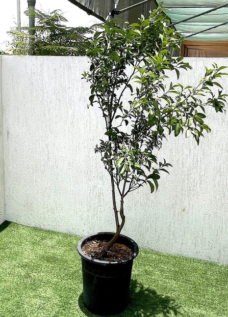 Mandarin Plant &#8220;Pakistan&#8217;s Best Mandarin&#8221; 1.3-1.6 m