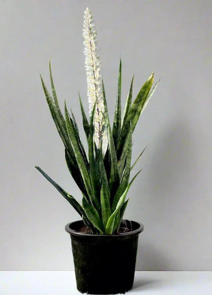 Sansevieria Green Zeylanica &#8220;Bowstring Hemp&#8221; 30-40 cm