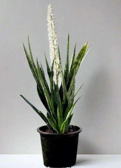 Sansevieria Green Zeylanica &#8220;Bowstring Hemp&#8221; 30-40 cm