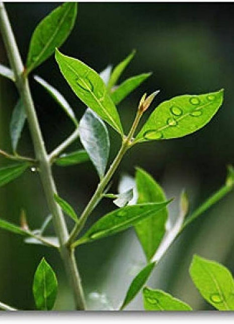 Henna &#8220;Lawsonia Inermis&#8221; Mehendi Plant 0.8 to 1.0 m