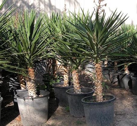 Yucca Filifera &#8220;Yucca Aloifolia&#8221;
