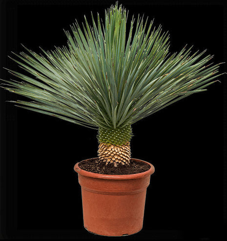 Beaked Yucca &#8220;Yucca Rostrata&#8221;
