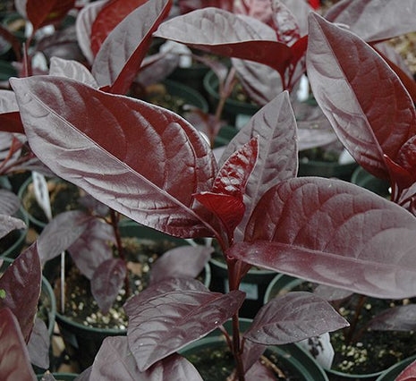 Black varnish Tricolor &#8220;Pseuderanthemum&#8221;