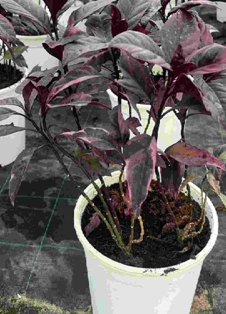 Black varnish Tricolor &#8220;Pseuderanthemum&#8221;