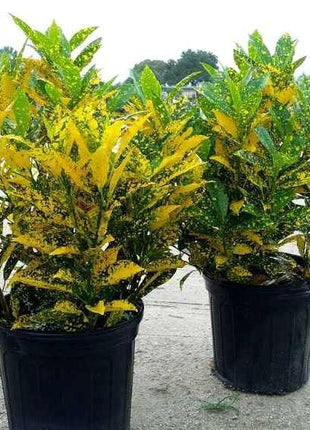 Croton Gold Dust &#8220;Codiaeum Variegated Gold Dust&#8221; 0.4-0.5m