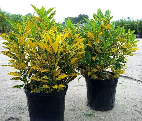 Croton Gold Dust &#8220;Codiaeum Variegated Gold Dust&#8221; 0.4-0.5m