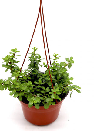 Portulacaria afra Hanging &#8220;Elephant Bush&#8221;