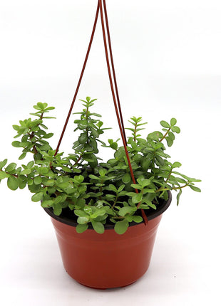 Portulacaria afra Hanging &#8220;Elephant Bush&#8221;