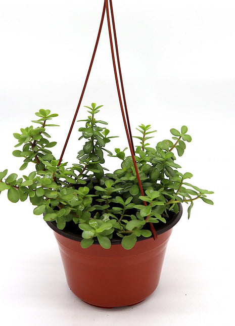 Portulacaria afra Hanging &#8220;Elephant Bush&#8221;