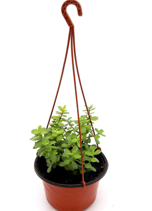 Portulacaria afra Hanging &#8220;Elephant Bush&#8221;
