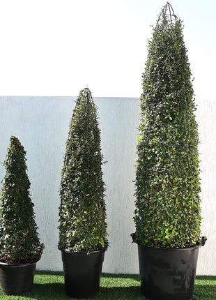 Ehretia Cone Shape &#8220;Ehretia Microphylla&#8221;