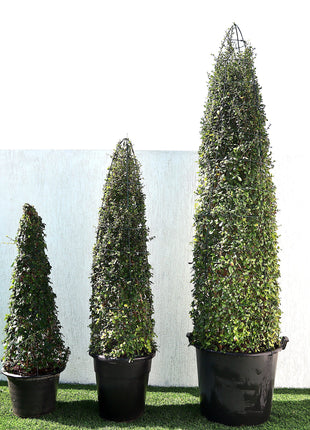 Ehretia Cone Shape &#8220;Ehretia Microphylla&#8221;