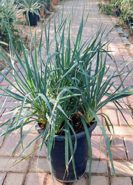 Spanish Dagger &#8220;Yucca Gloriosa&#8221; 0.5-0.6m