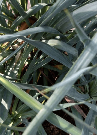 Spanish Dagger &#8220;Yucca Gloriosa&#8221; 0.5-0.6m
