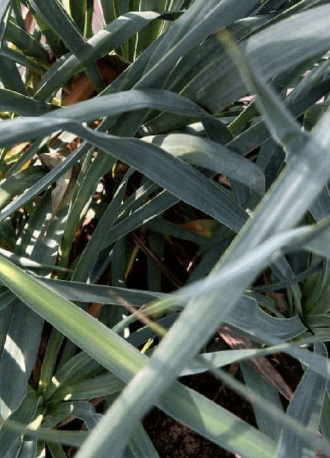 Spanish Dagger &#8220;Yucca Gloriosa&#8221; 0.5-0.6m