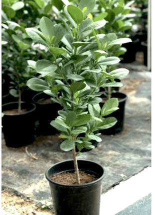 Ficus diversifolia &#8220;Mistletoe Fig&#8221; 0.4-0.6m