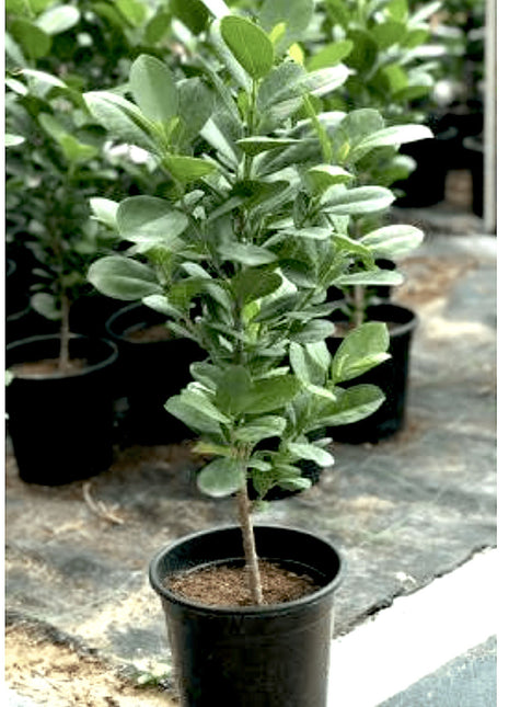 Ficus diversifolia &#8220;Mistletoe Fig&#8221; 0.4-0.6m