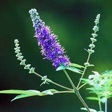 Chaste Tree or Wild lavender 0.8-1.0m