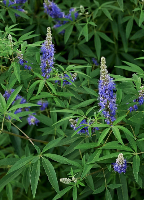 Chaste Tree or Wild lavender 0.8-1.0m