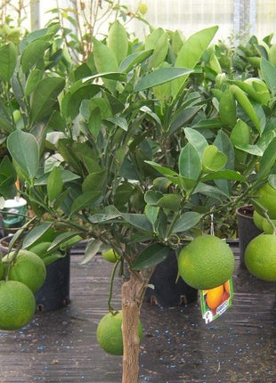 Citrus Tree &#8220;Orange Sinensis Naranjo Spain&#8221; 1.4-1.6 m