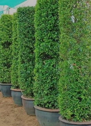 Ficus Nitida Tall 1.8 &#8211; 2.0m
