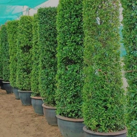 Ficus Nitida Tall 1.8 &#8211; 2.0m