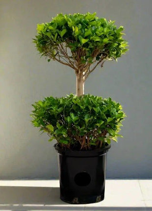 Ficus Diversifolia &#8220;Two Heads&#8221; 1.0 &#8211; 1.3m