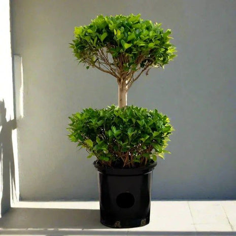 Ficus Diversifolia &#8220;Two Heads&#8221; 1.0 &#8211; 1.3m