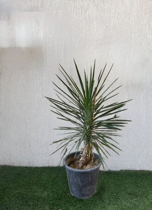 Yucca Filifera &#8220;Yucca Aloifolia&#8221;