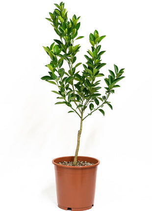 Citrus Microcarpa Tree &#8220;Calamansi Citrus Microcarpa&#8221; 0.4-0.6 m