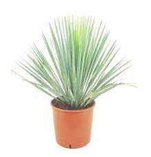 Beaked Yucca &#8220;Yucca Rostrata&#8221;