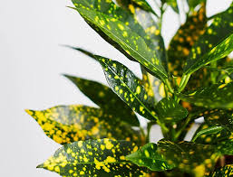 Croton Gold Dust &#8220;Codiaeum Variegated Gold Dust&#8221; 0.4-0.5m