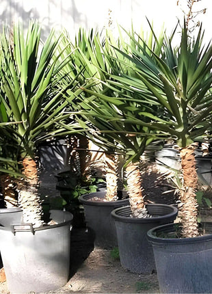 Yucca Filifera &#8220;Yucca Aloifolia&#8221;