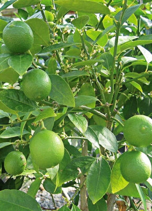 Citrus Lemon Omani 2.0 &#8211; 2.5m