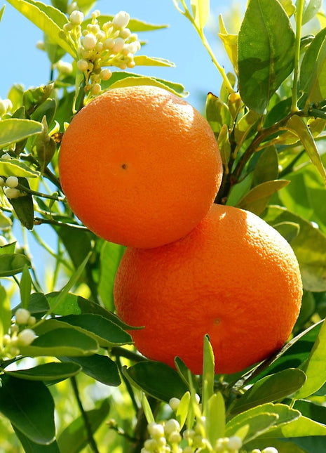Citrus Tree &#8220;Orange Sinensis Naranjo Spain&#8221; 1.4-1.6 m