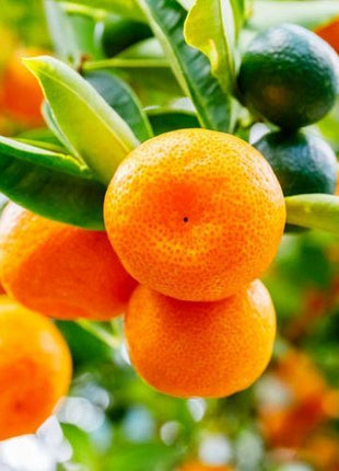 Citrus Microcarpa Tree &#8220;Calamansi Citrus Microcarpa&#8221; 0.4-0.6 m