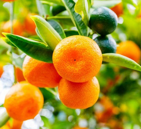 Citrus Microcarpa Tree &#8220;Calamansi Citrus Microcarpa&#8221; 0.4-0.6 m