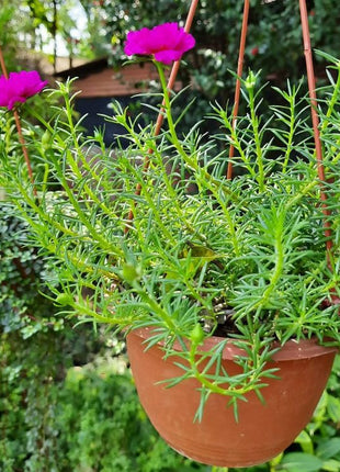 Portulaca Grandiflora &#8220;Hanging&#8221; Rose Moss