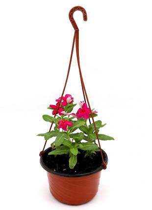 Vinca Hanging flowers 10-15cm
