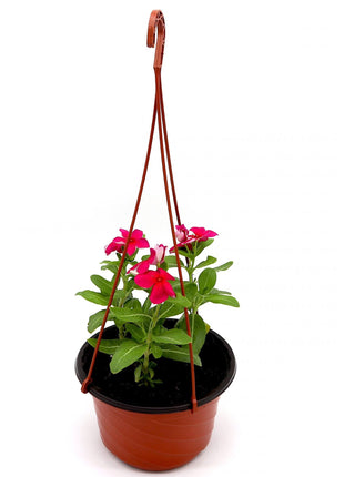 Vinca Hanging flowers 10-15cm